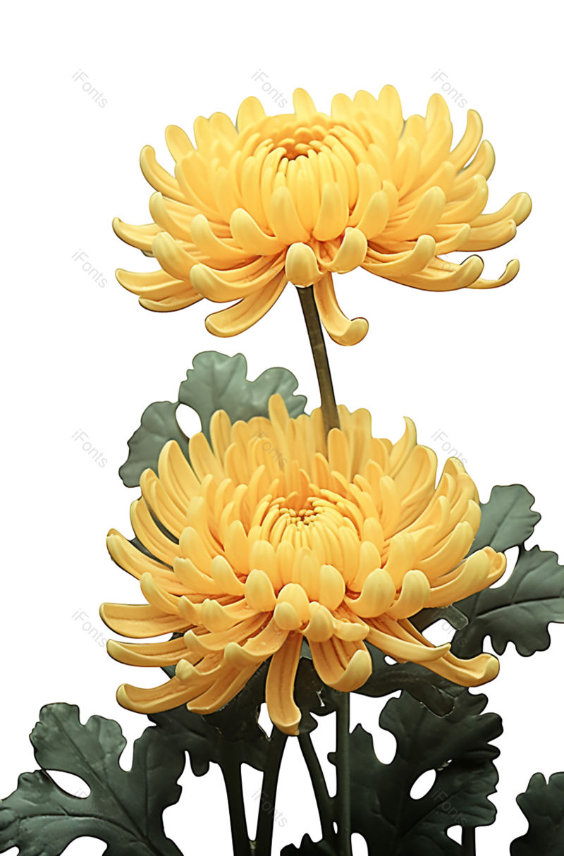 叶子图片,节日元素,菊花PNG,传统节日免抠素材